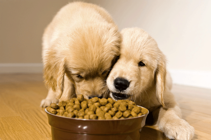 Dog Food